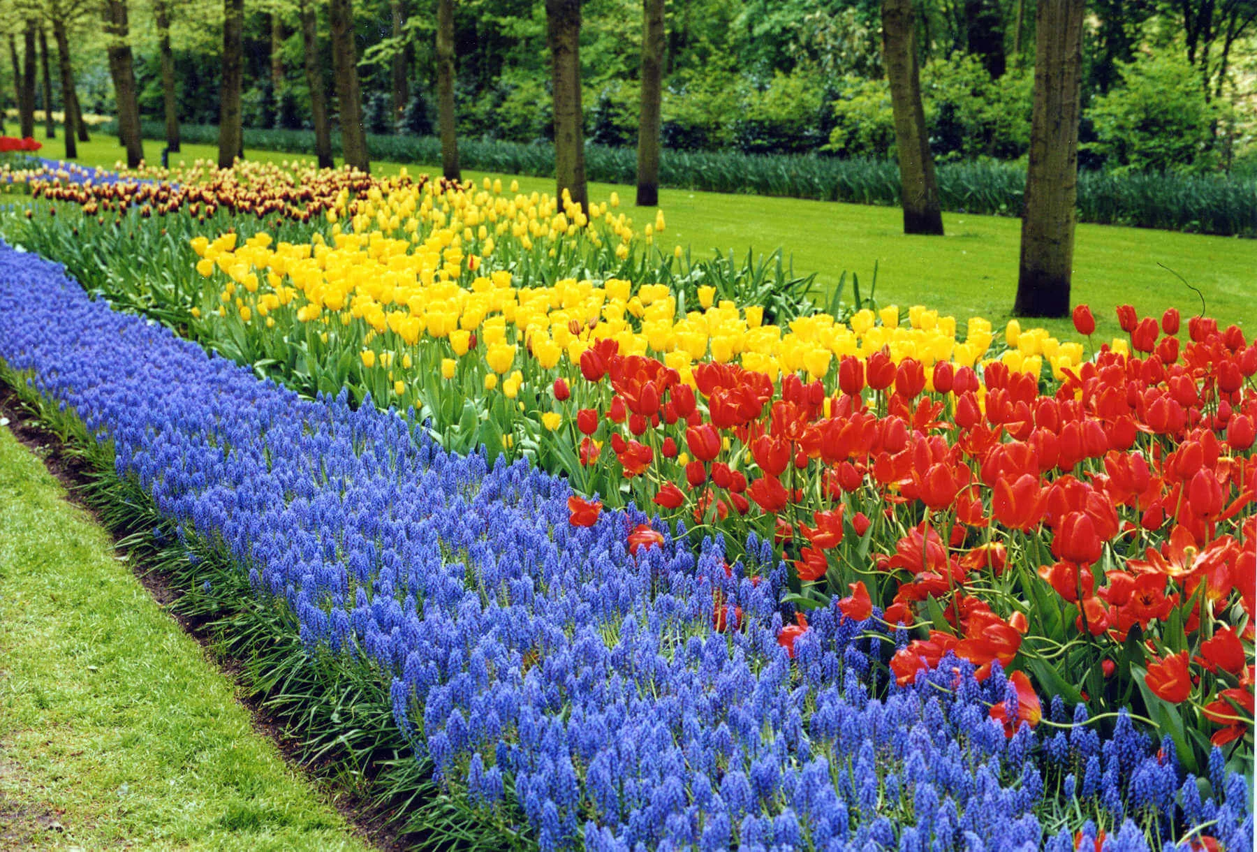 If you time your trip to the Netherlands just right, the gardens at Keukenhof will be if full blooming splendor